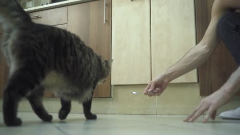 A-close-up-shot-of-a-trained-Maine-Coon-black-and-brown-tiger-colors-fluffy-cat,-coming-closer-to-a-man-and-getting-a-spoon-with-food,-brown-kitchen-closets,-home-pet,-slow-motion-4K-video