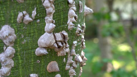 A-closeup-view-of-the-thorns-on-the-trunk-of-a-silk-floss-tree-in-Thailand