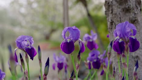 Lilien-Violett-Im-Frühling-Mit-Einer-Kiefer-Im-Hintergrund
