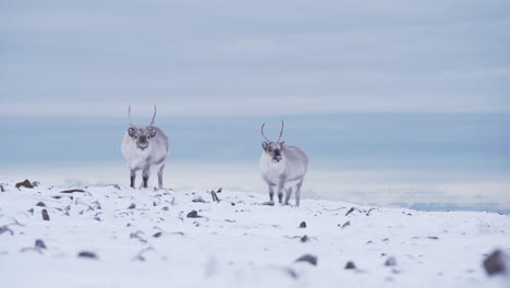 Two-curious-reindeers-in-fresh-snow-covered-mountain-tundra