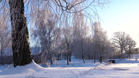 Winterlandschaft-Mit-Kahlen-Bäumen-Und-Schneebedecktem-Boden