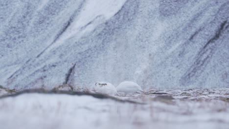 Zwei-Schneehühner,-Die-In-Der-Arktischen-Wildnis-Füttern