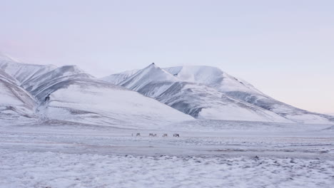 Small-reindeer-family-feeding-in-fresh-snow-covered-mountain-tundra