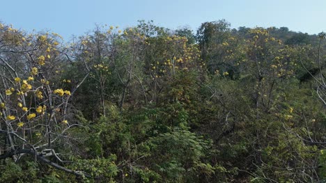 Plantación-De-árboles-De-Algodón-De-Seda-Amarilla