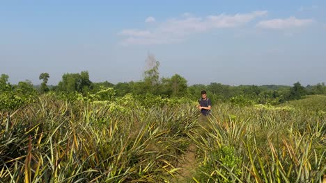 Front-wide-view-of-man-walking-through-high-pineapple-plants-in-Sylhet,-day