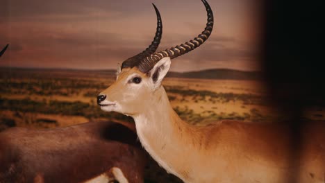 Stuffed-gazelle-showing-its-habitat