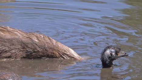 Emu-Bathing-In-Mud-Pond---close-up