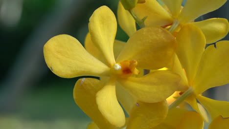 Some-beautiful-yellow-orchids-blowing-in-the-slight-breeze-of-a-beautiful-sunny-day