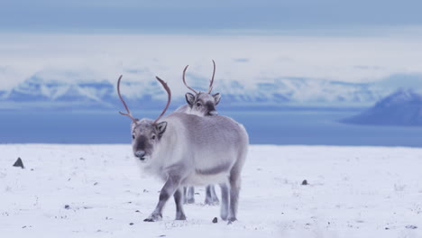 Three-curious-reindeers-feeding-and-playing-in-fresh-snow-covered-mountain-tundra