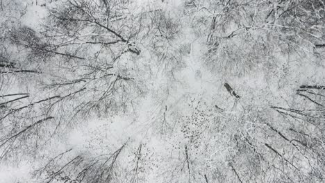 Bird's-eye-overview-tracking-through-light-woods-covered-in-dense-snowfall