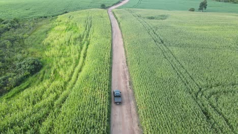 Pickup-truck-on-corn-plantation-road-in-a-farm,-drone-view