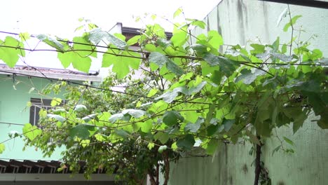 A-grapevine-in-my-house
