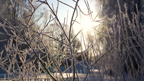 Gefrorene-Blattlose-Zweige-Mit-Hintergrundbeleuchtung-Sonnenbeschienen-Während-Des-Sonnenaufgangs