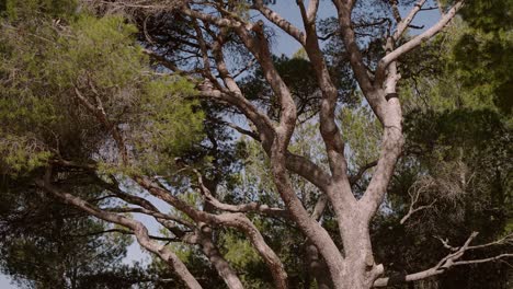 Big-centenary-mediterranean-pine-tree