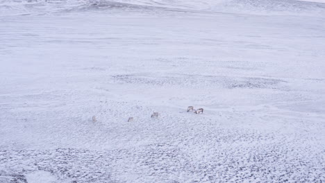Small-reindeer-family-feeding-in-fresh-snow-covered-mountain-tundra