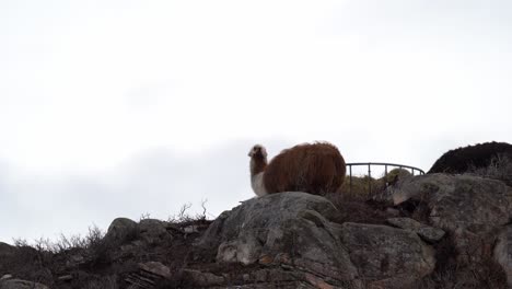 Domestic-lama-eating-hay-on-mountain-rock-with-cloudy-background-in-Sotra-island-Norway