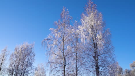 Winterbäume-Gegen-Blauen-Wolkenlosen-Himmel-Im-Gefrorenen-Wald