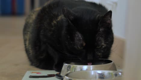 Cat-eating-from-the-bowl---medium-shot
