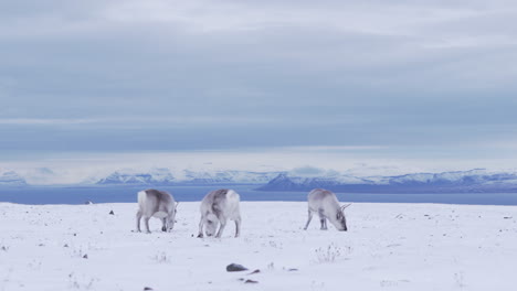 Three-curious-reindeers-feeding-in-fresh-snow-covered-mountain-tundra
