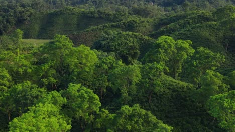 Vista-Superior-Del-Bosque-Del-Valle-De-La-Colina-Con-árboles-Ecológicos-De-Hoja-Perenne