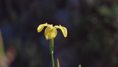 Gelbe-Lilien-Mit-Dunklem-Hintergrund