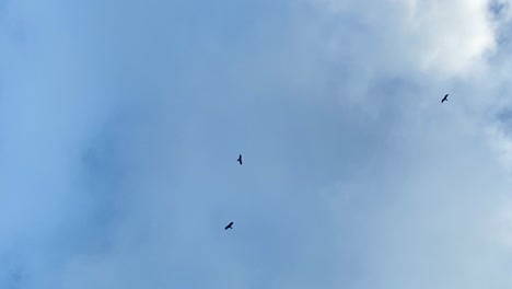 Flock-of-eagles-flying-in-the-blue-sky