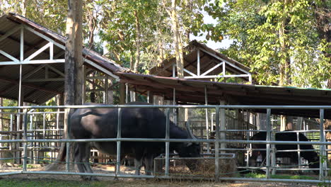 Some-water-buffalos-eating-their-food-from-a-trough-in-a-small-outdoor-zoo