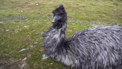 Black-and-grey-feathered-domestic-ostrich-with-wind-in-feathers-looking-straight-into-camera---Closeup-handheld