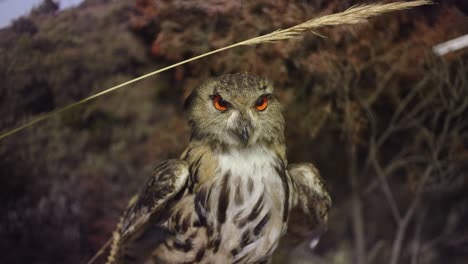 Stuffed-owl-showing-its-habitat