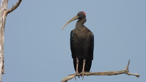 Red-naped-ibis-in-tree--sun--black