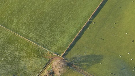 Absteigende-Luftaufnahme-Mit-Zwei-Grünen-Feldern,-Die-Durch-Eine-Linie-Getrennt-Sind,-In-Einem-Von-Ihnen-Können-Wir-Schafe-Sehen-Und-Das-Andere-Ist-Leer