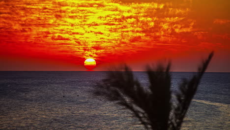 Time-lapse-shot-of-orange-sunset-at-horizon-behind-sea-and-blurred-palm-tree-in-foreground