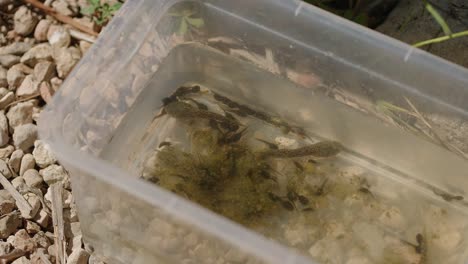 Tadpoles-and-amphibian-hatchlings-in-a-plastic-research-container