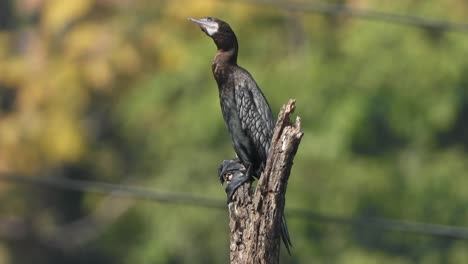 cormorant-in-tree--pond-are--black-