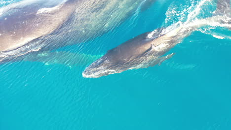 Ein-Baby-Buckelwal-Schwimmt-Mit-Erwachsenen-Walen-In-Den-Warmen-Gewässern-Hawaiis