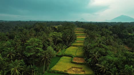 Tegalalang-Rice-Terrace-Drone-View-with-Volcanos-in-Distance,-Ubud,-Bali