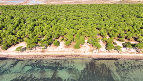 Drone-flight-over-a-forest-next-to-the-sea