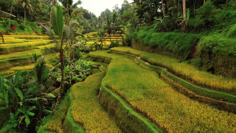 Tegalalang-Rice-Terrace-Drone-View-Through-Yellow-Green-Terraces,-Ubud,-Bali