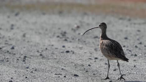 Close-Up-Footage-Following-A-Long-Billed-Curlew-In-Monterey,-California