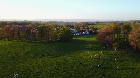 Aerial-video-of-cows-grazing-in-a-green-field-with-a-village-on-the-background-during-golden-hour