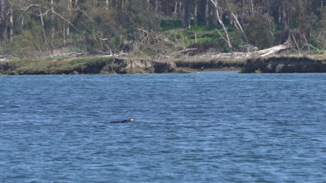 New-Sea-Otter-Family-Playfully-Bonding-With-Their-Baby-Pup-In-Elkhorn-Slough,-Monterey-Bay,-California