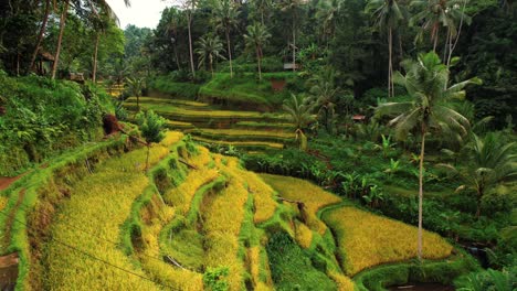 El-Dron-De-La-Terraza-De-Arroz-Tegalalang-Vuela-A-Través-De-Terrazas-Verdes-Amarillas,-Ubud,-Bali