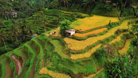 Tegalalang-Rice-Terrace-Drone-View-of-Worker-Threshing-in-Ubud,-Bali