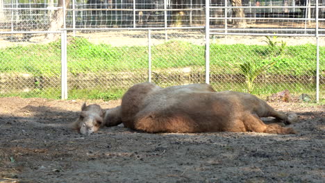 A-camel-lying-flat-out-in-a-zoo-staying-cool-in-the-shade-as-the-sun-gets-hot
