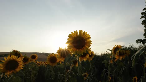 Blumenfelder-Mit-Blühenden-Sonnenblumen,-Die-Während-Des-Sonnenuntergangs-Von-Der-Sonne-Beleuchtet-Werden