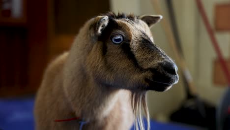 Nigerian-Dwarf-Goat-with-Blue-Eyes-and-Goatee-at-Indoor-Petting-Zoo,-Portrait