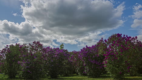 Atemberaubender-Zeitraffer-Von-Sich-Schnell-Bewegenden-Wolken-Und-Leuchtend-Rosa-Blumen-Vor-Einem-Blauen-Himmelshintergrund