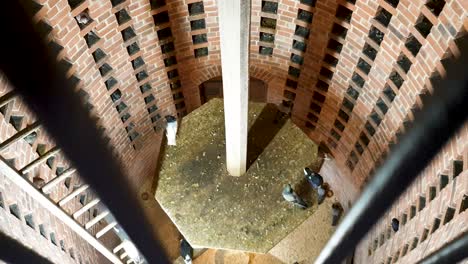 A-view-of-a-flock-of-domestic-pigeons-nesting-inside-a-beautiful-red-brick-pigeon-coop-bird-house
