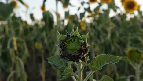Close-Up-View-Of-A-Wilted-Sunflower-Against-Shallow-Depth-Of-Field