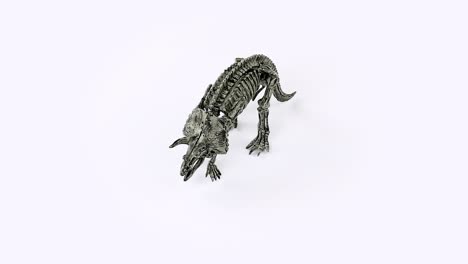 Triceratops-Skelett-Video-Mit-Weißem-Hintergrund